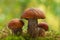 Mushrooms orange cap boletus