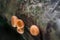 Mushrooms orange fungi cup Cookeina sulcipes Berk. Kuntze. o