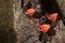 Mushrooms orange fungi cup Cookeina sulcipes on decay wood,