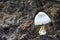 Mushrooms on pile of palm tree