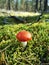 mushrooms pine forest moss sunny day summer