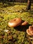 mushrooms pine forest moss sunny day summer