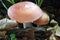 Mushrooms with pink cap and white stem