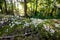 Mushrooms in rainforest