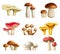 Mushrooms Realistic Set