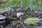 The mushrooms on the rotting stump