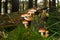 Mushrooms on a rotting tree