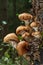 Mushrooms on rotting tree