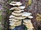 Mushrooms on rotting tree stumps in an alpine forest, Nafels Naefels