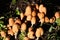 Mushrooms on rotting wood, UK.