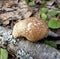 Mushrooms of Russia - Birch sponge or birch tinder