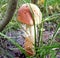 Mushrooms of Russia - Blood-red aspen (light shape)