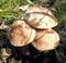 Mushrooms of Russia - common boletus