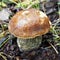 Mushrooms of Russia - common boletus (Black-headed podberezovik)