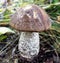Mushrooms of Russia - common boletus (Black-headed podberezovik)