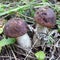 Mushrooms of Russia - common boletus (Black-headed podberezovik)