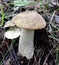 Mushrooms of Russia - common boletus (Gray-headed podberezovik)