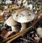 Mushrooms of Russia - common boletus (white podberezovik, a couple)