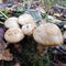 Mushrooms of Russia - Hebeloma rhizomatous