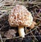 Mushrooms of Russia - Morel ordinary (white species)