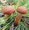 Mushrooms of Russia - Oak aspen mushroom (a couple)