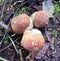 Mushrooms of Russia - Oak aspen (trio)