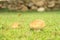 Mushrooms Russula