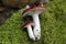 Mushrooms Russula atropurpurea