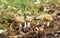 Mushrooms, Russula farinipes growing among leafs