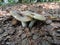 Mushrooms Russula furcata