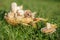 mushrooms in a small wicker basket. one mushroom and leaves on green grass. beautiful autumn background. The yellow-stainer,