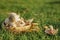 mushrooms in a small wicker basket. one mushroom and leaves on green grass. beautiful autumn background. The yellow-stainer,