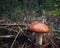 Mushrooms are small wonders of the forest