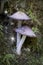 Mushrooms with sparks of glowing fairy lights in macro view