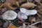 Mushrooms of the species ryadovka gray Tricholoma portentosum