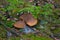 Mushrooms and spider web