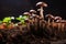 mushrooms sprouting from diy coffee ground substrate
