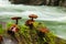 Mushrooms in the stone in valley Vintgar gorge