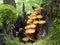 Mushrooms in stump