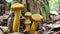 Mushrooms by stump