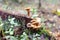 Mushrooms on a stump in a autumn forest. wild food, low environmental footprint.
