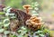 Mushrooms on a stump in a autumn forest. wild food, low environmental footprint.