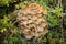 Mushrooms on stump. Mushrooms in the autumn forest. Amanita.