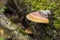 Mushrooms on stump. Mushrooms in the autumn forest. Polypore