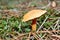 Mushrooms suillus bovinus