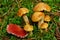 Mushrooms suillus bovinus and gomphidius roseus