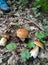 Mushrooms summer boletes in the forest