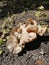 Mushrooms, summer harvest, large caps