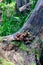 Mushrooms taken nearby Brisbane city in Queensland, Australia. Australia is a continent located in the south part of the earth In