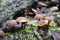 Mushrooms toadstools. bright small poisonous mushrooms toadstool group psilocybin